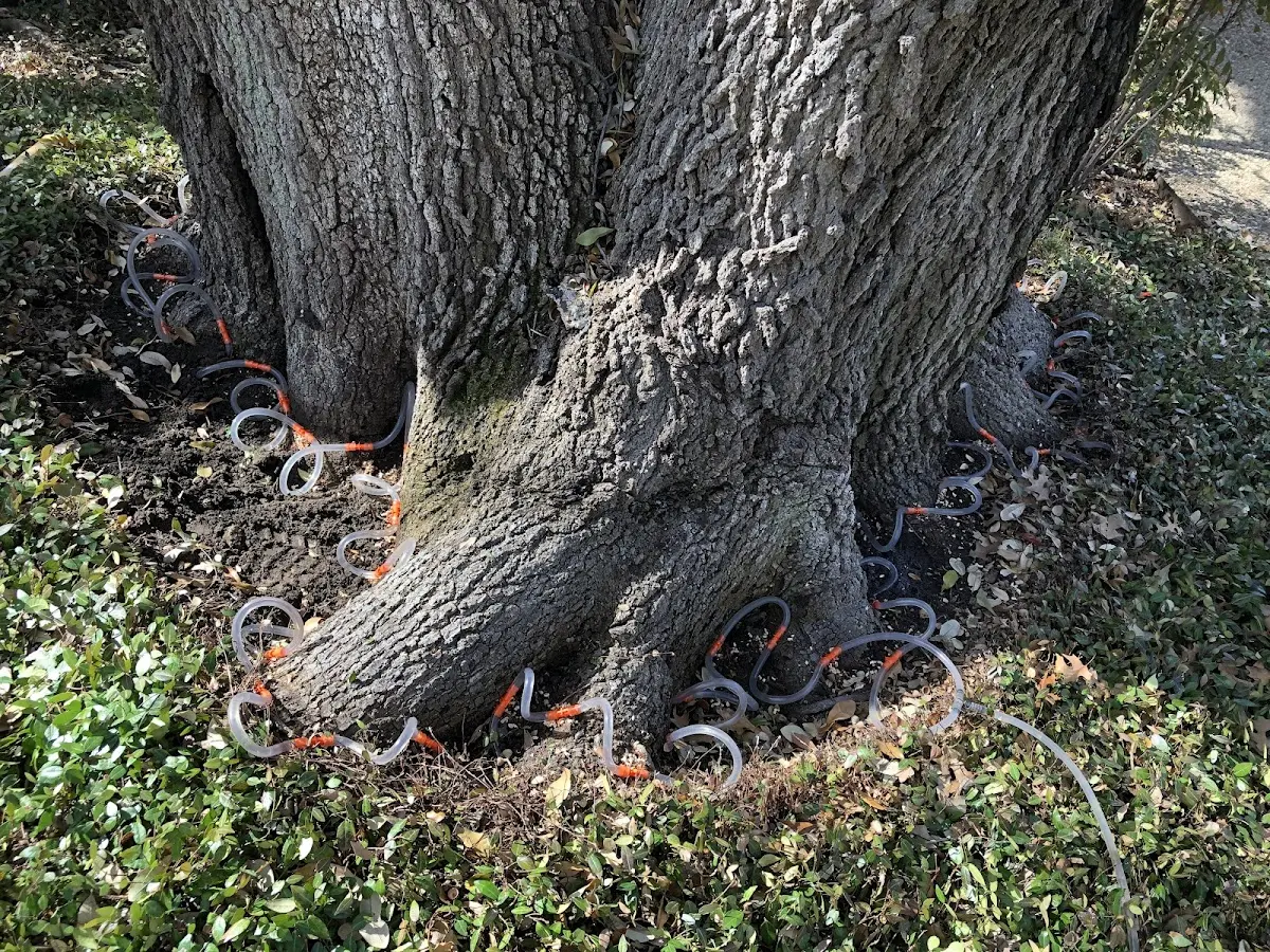 Detailed Tree Cabling and Bracing job site in Sabine Pass