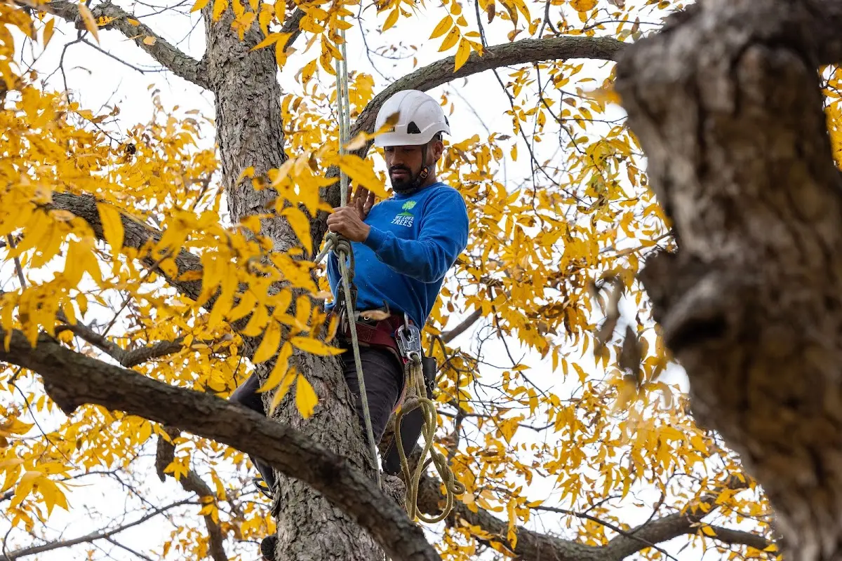 Skilled Tree Transplanting crew working in Sabine Pass
