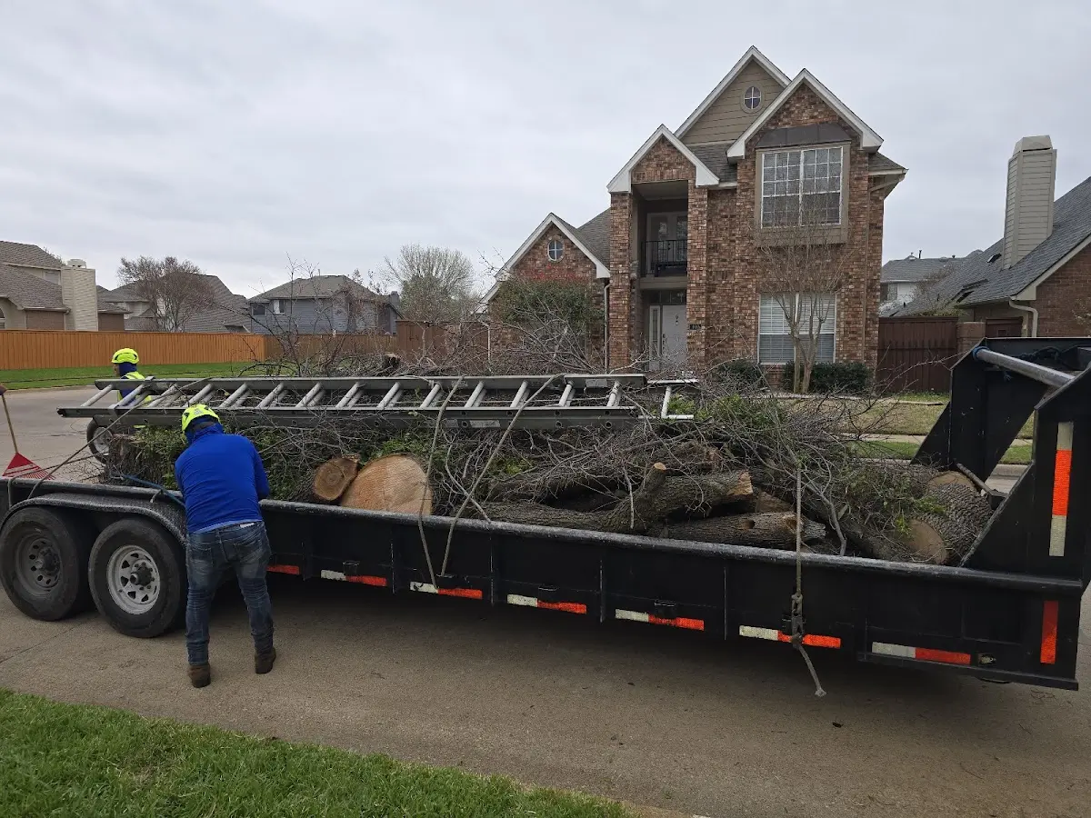 Expert Deadwooding with proper safety equipment in Sabine Pass